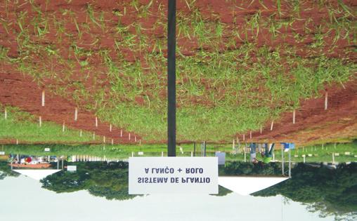 BRS Piatã) é uma nova cultivar de braquiária e a primeira forrageira protegida lançada pela Embrapa, em 2006, como mais uma opção para a diversificação das pastagens.