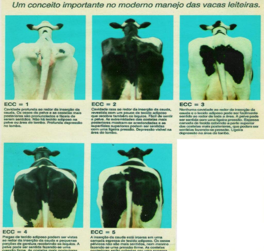 Características Reprodutivas