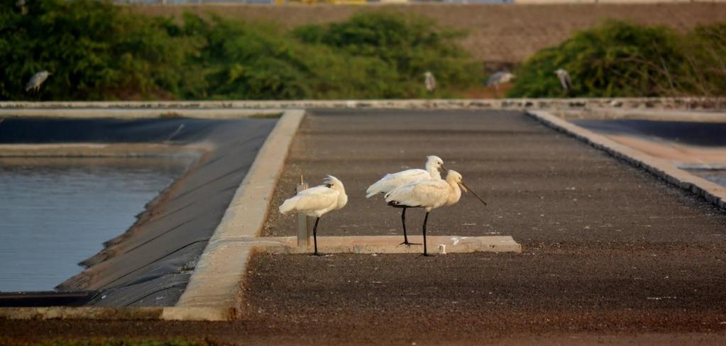Monitorização de aves na Estação de Tratamento de Águas Residuais.
