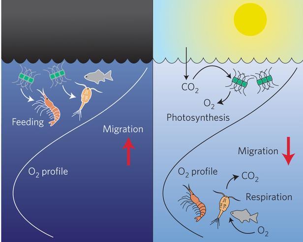 PERFIL DE ESTRATIFICAÇÃO DE NÉCTON (+) TEMPERATURA (+) OXIGÊNIO (+) PRESAS Peixes