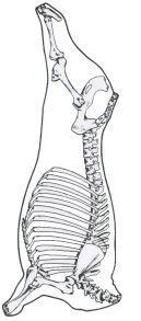 Carcaça e meia carcaça Entende-se por carcaça o bovino abatido, sangrado, esfolado, eviscerado, desprovido de cabeça, patas, rabada,