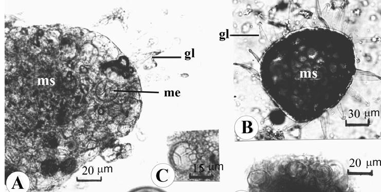 Medeanic et al. 53 Estampa 1. Microfotografias de Azolla filiculoides Lam.