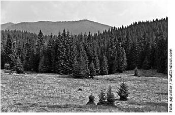 Essa formação vegetal é constituída de musgos, líquens e gramíneas, e germina num curto período do ano. 04. A floresta temperada é atualmente o bioma mais preservado do ambiente continental.