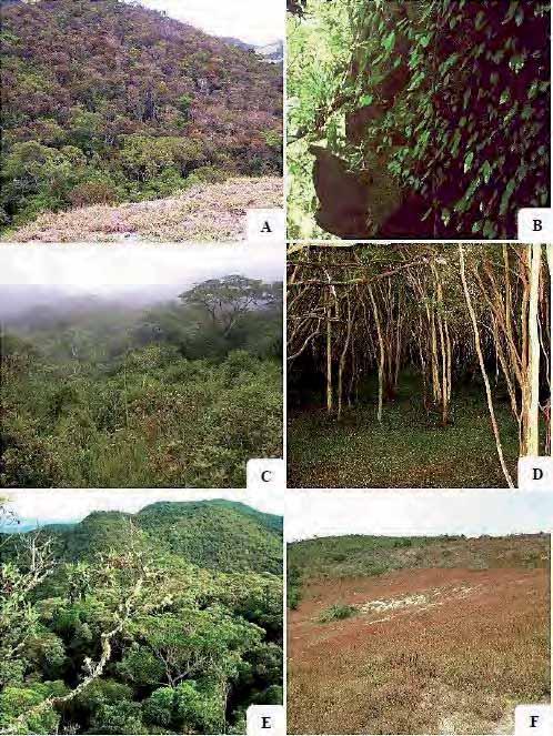 Figura 22. Fitofisionomias da Serra Negra, MG. A. Floresta Estacional semideciduifólia; B. Floresta estacional ripícola; C. Floresta nebular; D.