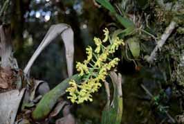 flora local (vide Abreu et al. 2007, 2011; Batista et al.