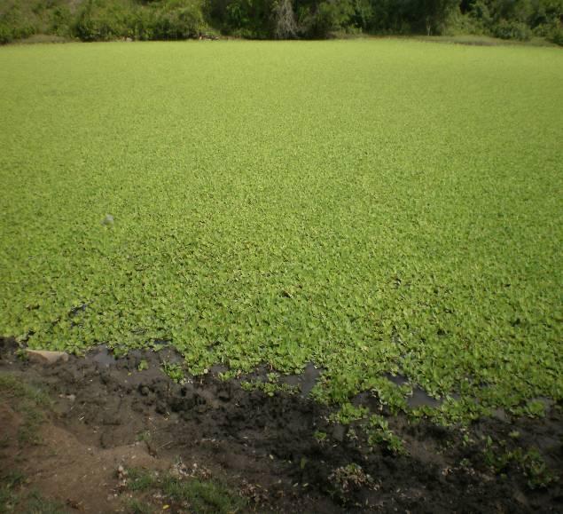 Figura 6: Lago da área conservada. Figura 7: Plantas presentes no lago.