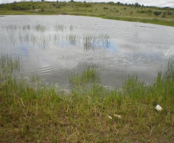 Figura 10: Presença de resíduos no Lago do Itararé Figura 11: Biofilme no lago Itararé.