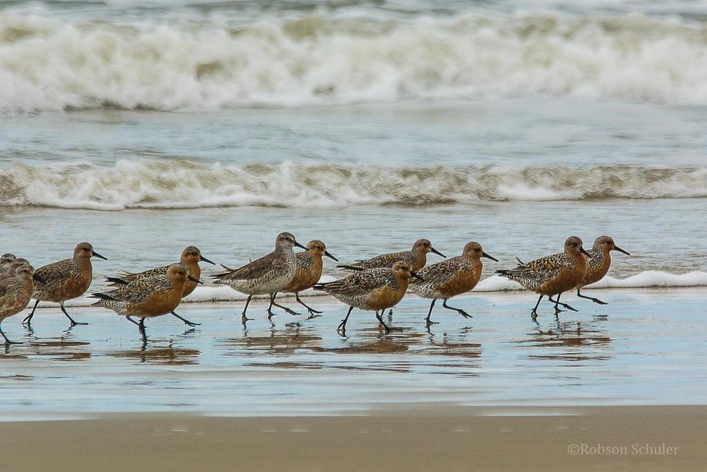 ANEXO FOTOGRÁFICO Bando de maçarico-de-papo-vermelho (Calidris canutus) na beira da praia.