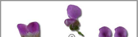 Melhoramento do Feijão ao Alcance de Todos I Cruzamentos 19 Figura 2. A flor do feijão (Phaseolus vulgaris L.) e suas partes. A. Flor aberta completa.
