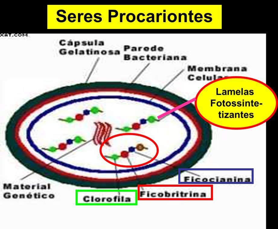 Nos procariontes, como as