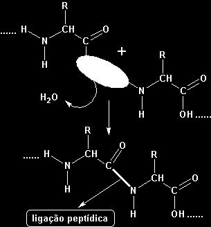Esta consiste na união (via condensação) entre o grupo amina de um aminoácido com o grupo carboxila do seguinte, formando-se um grupo amida, com liberação de uma molécula de água: Ao fim da união
