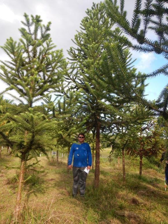 8 Estaquia e miniestaquia de Araucaria angustifolia para produção de madeira Avaliação em campo de mudas produzidas por propagação vegetativa Para qualquer tecnologia de propagação, um dos passos