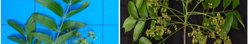 australis (A): Cedrela odorata (B), Cedrela fissilis (C), Swietenia