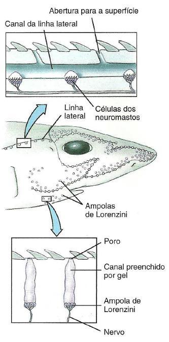 Tubarões Adaptações para vida predatória Mecanorreceptores > neuromastos Percepção de vibração de baixa frequência Ampolas de Lorenzini