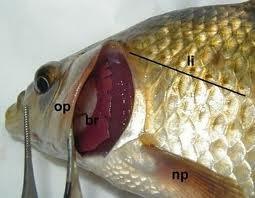 Osteichthyes Presença de opérculo sobre as brânquias Aumentou a eficiência respiratória Boca geralmente