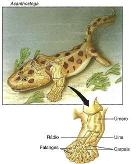 Acanthostega Um dos primeiros tetrápodes conhecidos no Devoniano Os raios dérmicos das nadadeiras anteriores foram