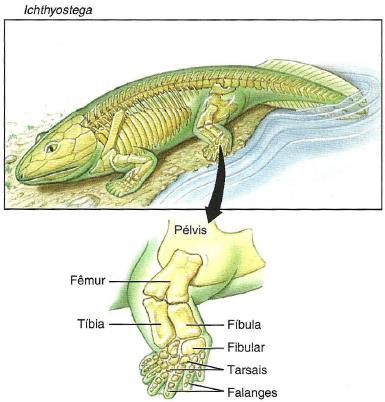 Ichthyostega Um contemporâneo de Acanthostega Possuía membros tetrápodes totalmente
