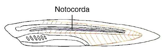 Notocorda Bastão semi-rígido estende ao longo do comprimento corpo Eixo músculos se prenderem