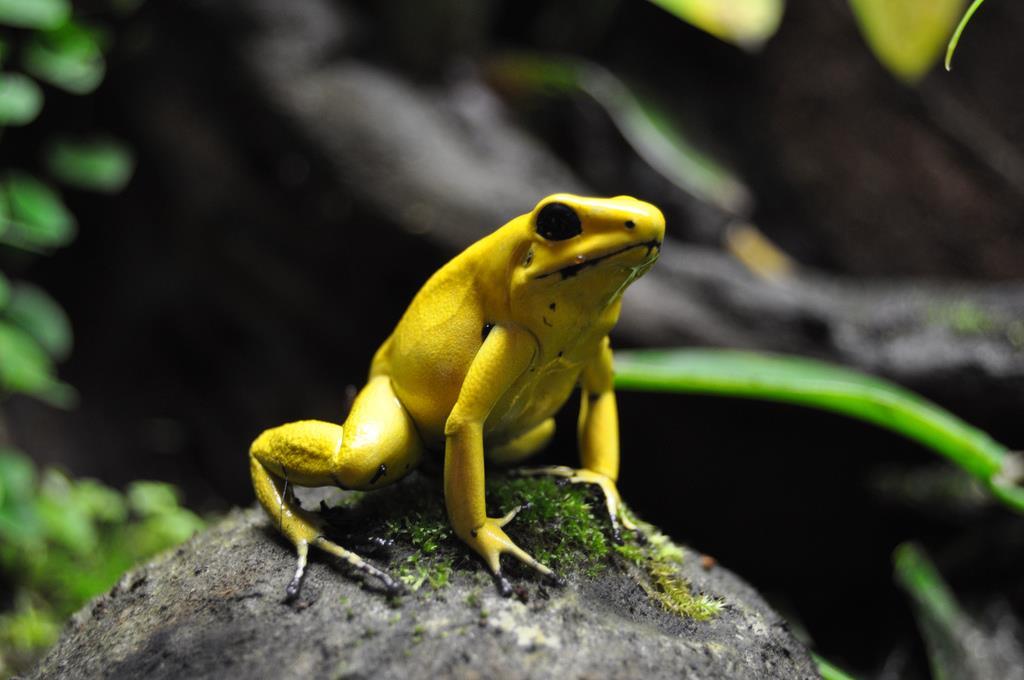 Phyllobates terribilis Família: Dendrobatidae O animal vertebrado mais tóxico do mundo Um único exemplar da espécie produz veneno suficiente para matar dez