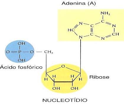 DNA RNA 17/04/2017 Genes (ou Gen) é uma parte do DNA capaz de sintetizar uma proteína específica. O DNA (Ácido Desoxiribonucleico) é formado pela união de nucleotídeos.