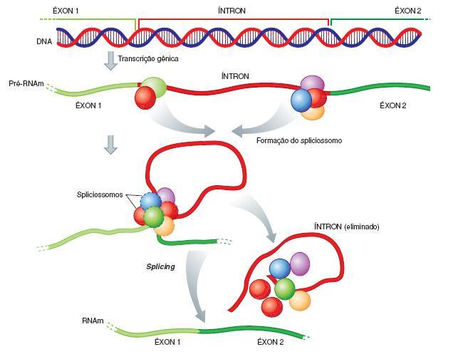 Splicing é o processo de remoção dos íntrons de uma molécula de RNAm, durante a transcrição dos eucariontes.