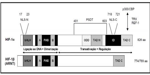 71 Além dos domínios citados, na subunidade α existem os domínios de transativação (TADs), consistindo em TAD-N (do aminoácido 531 ao 575) e TAD-C (do aminoácido 786 ao 826), os quais são 100%