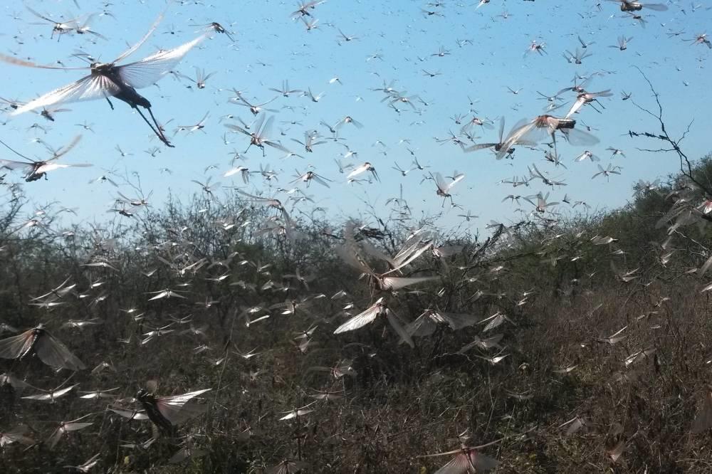 A invasão de gafanhotos é uma das mais conhecidas infestações de pragas.