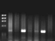 Resultados UCFL1018 não integrou o genoma dos macrófagos, apesar de ser proveniente de um indivíduo com 451 linfócitos T CD4+/ µl e com biotipo R5X4R8 (Figura 4.9).