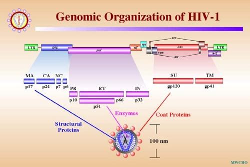 Introdução Figura 1.4: Representação esquemática da organização genómica do HIV-1 (disponível em www.stanford.edu/.../2005gongishmail/hiv.html).