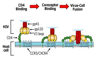 Introdução 1.7. Ciclo de Replicação 1.7.1. Entrada na célula A entrada do vírus na célula ocorre como resultado da adsorção do invólucro viral à membrana citoplasmática.