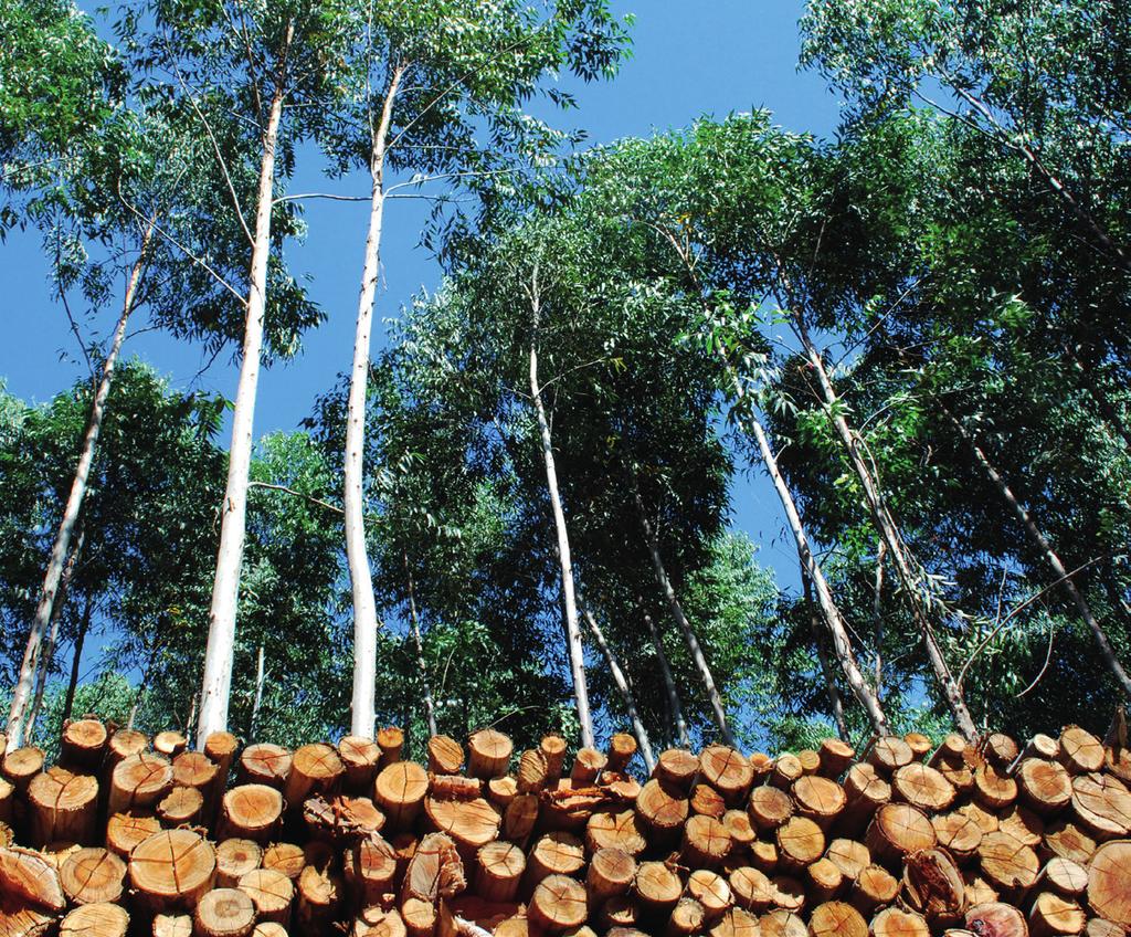 Lenhadora Piracicabana A Lenhadora Piracicabana é o braço do Grupo Cotevia com mais anos no mercado.