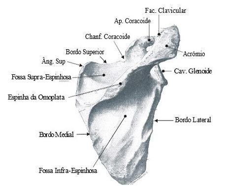 A B Figura 1.Vista posterior (A) e lateral (B) da omoplata. Fonte: https://nebm.ist.utl.pt/repositorio/download/99/9. Acesso em 19 de abril de 20