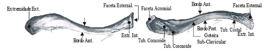 A clavícula funciona como uma estrutura óssea que mantém o comprimento do ombro, proporcionando estabilidade e um ponto de apoio para o movimento entre o membro