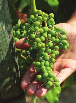 Não contentes, fomos mais longe e identificámos vinhas com potencial de topo no ALENTEJO, no TEJO, em