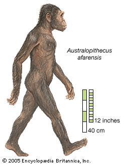 Hominídeos Aparecem no