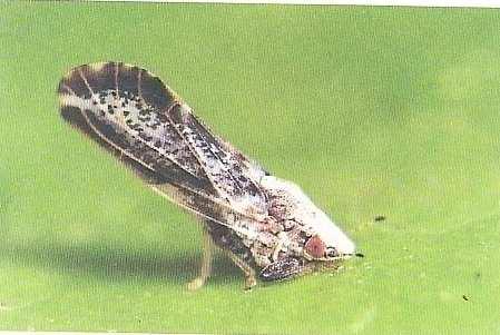 Pessoal, uma outra praga é o Psilídeo. Trata-se de um pequeno inseto que mede cerca de 2 mm de comprimento, de coloração marrom-clara quando novo e manchado de escuro quando mais velho.