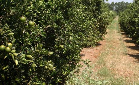 Pessoal, quanta praga que ataca as plantas de laranja, não é mesmo? Agora nós vamos ensinar a vocês como avaliar a população destas pragas.