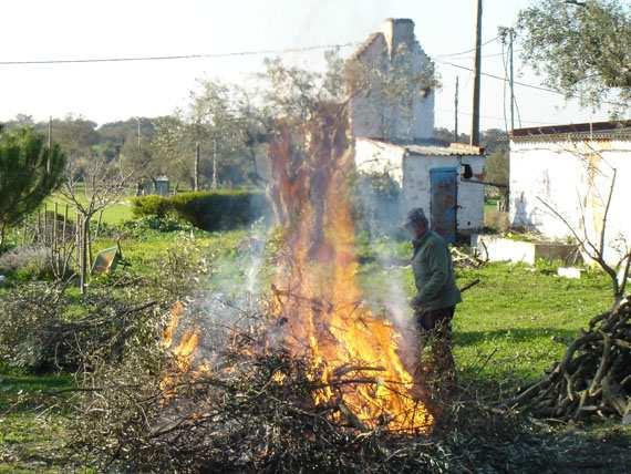 Amigos, depois de ajuntados os galhos atacados, lembrem de