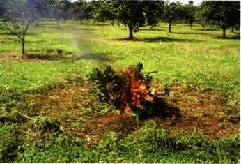 Depois a gente tem que queimar a planta cortada.