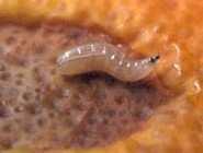 Essas larvas de moscas que prejudicam principalmente a citricultura, possuem o adulto que é uma mosca que mede de 4 a 5 mm de comprimento,