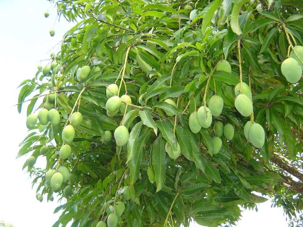 A mangueira, pois fornecem moscas das frutas para o nosso pomar de citros.