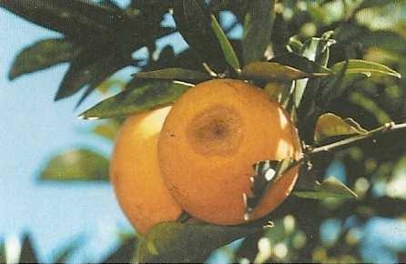 Pessoal, é indicada a catação dos frutos atacados pela mosca das frutas, pelo bicho furão e