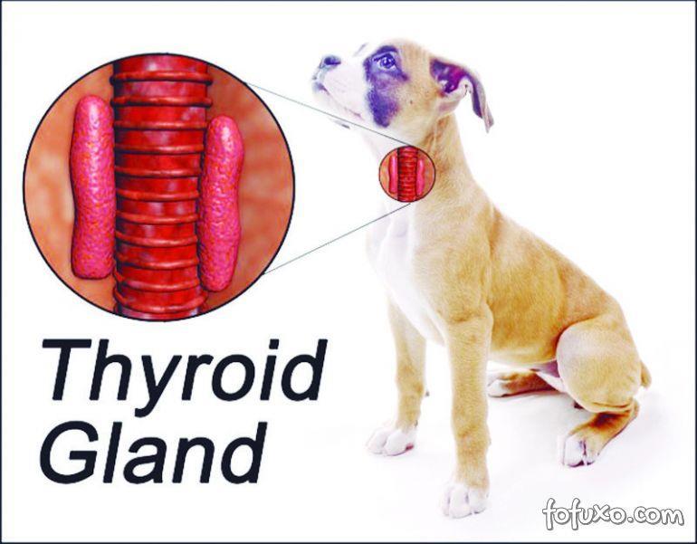 Figura 1: Glândula tireóide em cães 7 Materiais - Tubos Falcon de 50,00 ml; - Micropipetas volumétricas de volumes fixos e de volumes variáveis; - Dispensador de água ultrapura (resistividade mínima