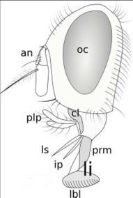 labial Diqueta Aparelho