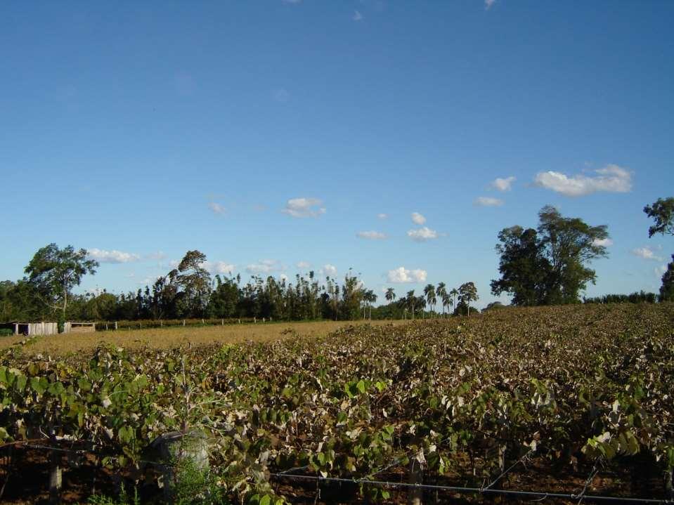 CHAPADÃO