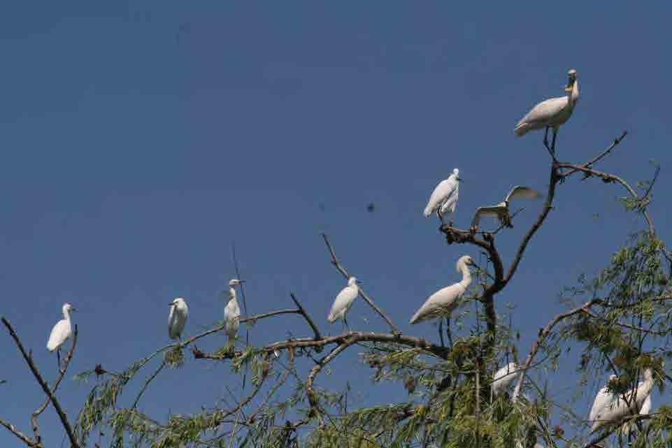 Reserva da Biosfera Paul do Boquilobo Assinado em junho de 2014 Acordo de parceria entre a OngaTejo, a autarquia da Golegã e o ICNF que visa: - constituição de uma Estrutura de Gestão da Reserva da