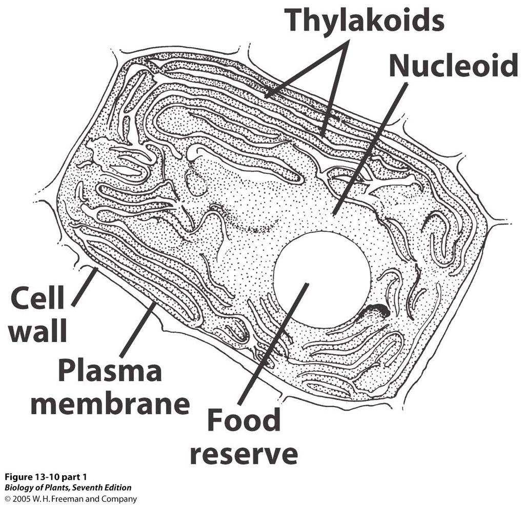 Anabaena cylindrica