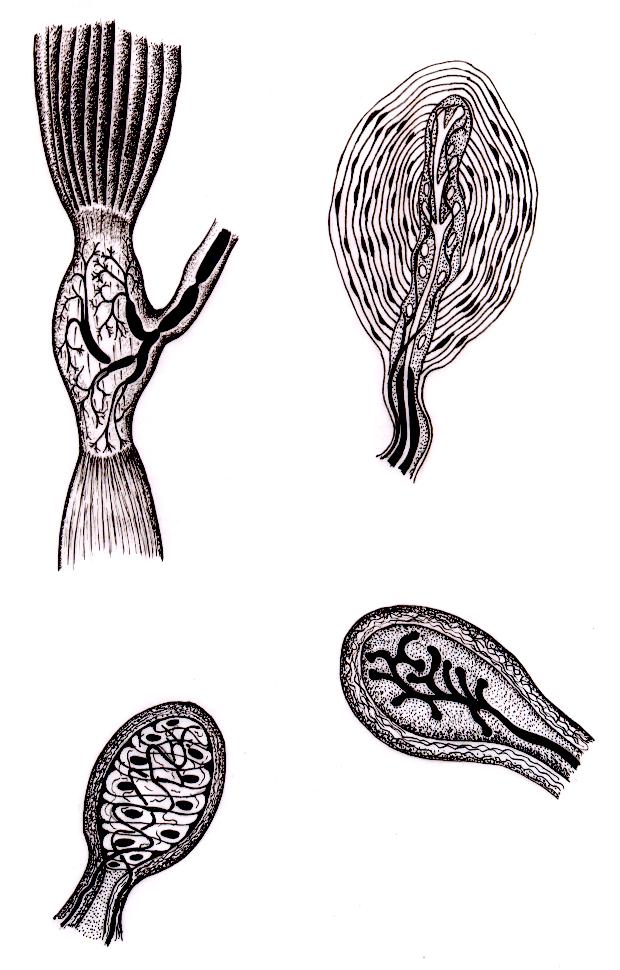 Receptores Sensoriais Periféricos FIG.11 FUSO NEUROMUSCULAR: MÚSCULOS, TENDÕES, ARTICULAÇÕES, OSSOS, PERIÓSTEO, LIGAMENTOS E CÁPSULA ( PROPRIOCEPTIVO ). FIG.12 CORPÚSCULO DE PACINI: GRANDES PRESSÕES, MÚSCULOS, OSSOS, ARTICULAÇÕES, TENDÕES CÁPSULAS,.