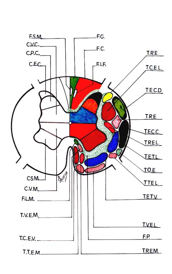 Medula espinhal, com seus Centros Operacionais Cinzentos e