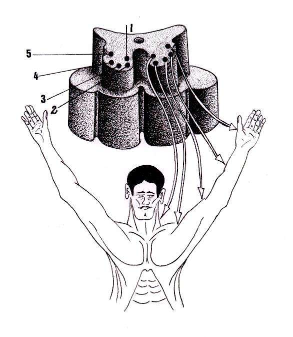 Centros Medulares Pluri-segmentares da Ponta Motora, no Nível da Intumescência medular Cervical. Coluna 1: Entre C1 e C8 reúnem-se os centros motores para os músculos da nuca e do pescoço.